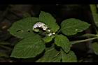 狗尾草57.JPG