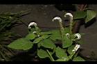 狗尾草61.JPG