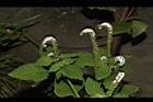 狗尾草62.JPG