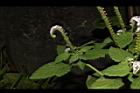 狗尾草63.JPG