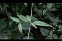 狗筋蔓-葉1.jpg