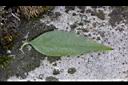 狗筋蔓-葉背0.jpg