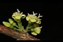 狗骨仔-花06.JPG