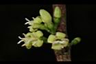 狗骨仔-花01.JPG