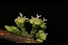 狗骨仔-花04.JPG