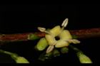 狗骨仔-花13.JPG