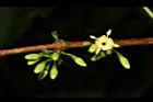 狗骨仔-花序00.JPG