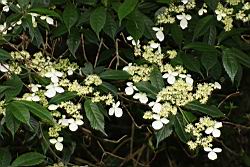 狹瓣八仙花22.JPG