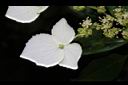 狹瓣八仙花-不孕花1.JPG