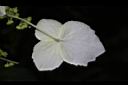 狹瓣八仙花-不孕花背0.JPG