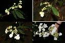 狹瓣八仙花-花1.jpg
