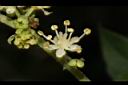狹瓣八仙花-花20.JPG