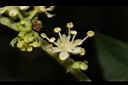 狹瓣八仙花-花21.JPG