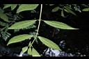 狹瓣八仙花-葉背07.JPG