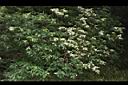 狹瓣八仙花04.JPG