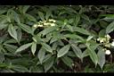狹瓣八仙花07.JPG