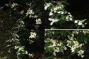 狹瓣八仙花1.jpg