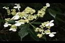 狹瓣八仙花25.JPG