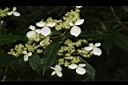 狹瓣八仙花26.JPG