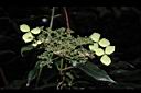 狹瓣華仙花-實03.JPG