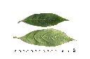 狹瓣華八仙-葉10.JPG