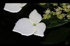 狹瓣八仙花-不孕花0.JPG