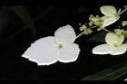 狹瓣八仙花-不孕花2.JPG