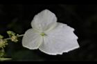 狹瓣八仙花-不孕花3.JPG