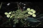狹瓣八仙花-實01.JPG