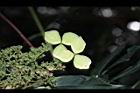 狹瓣八仙花-實04.JPG
