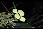 狹瓣八仙花-實05.JPG