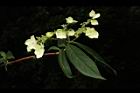 狹瓣八仙花-花01.JPG