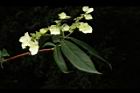 狹瓣八仙花-花02.JPG