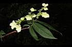 狹瓣八仙花-花03.JPG