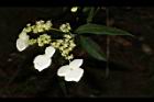 狹瓣八仙花-花06.JPG