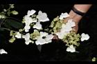狹瓣八仙花-花08.JPG