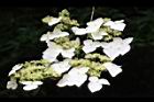 狹瓣八仙花-花10.JPG