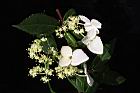 狹瓣八仙花-花11.JPG