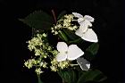 狹瓣八仙花-花12.JPG
