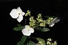 狹瓣八仙花-花13.JPG