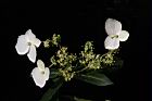 狹瓣八仙花-花14.JPG