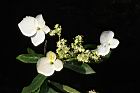 狹瓣八仙花-花15.JPG