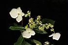 狹瓣八仙花-花16.JPG