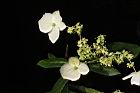 狹瓣八仙花-花17.JPG