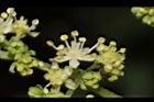 狹瓣八仙花-花22.JPG