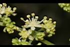狹瓣八仙花-花23.JPG