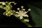 狹瓣八仙花-花24.JPG