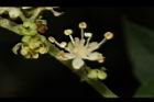 狹瓣八仙花-花25.JPG