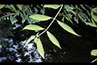 狹瓣八仙花-葉序00.JPG