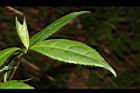 狹瓣八仙花-葉正03.JPG